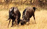 TANZANIA - Serengeti National Park - Lobo - 42